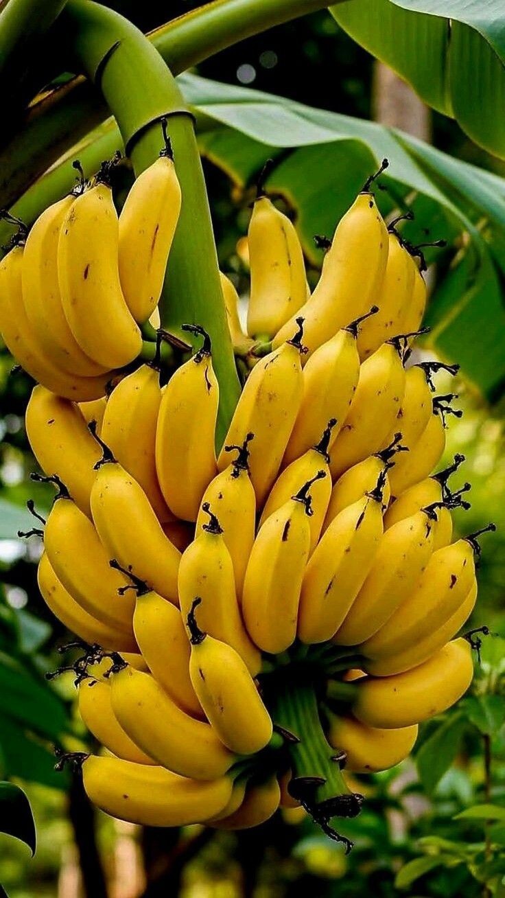 Fresh Banana