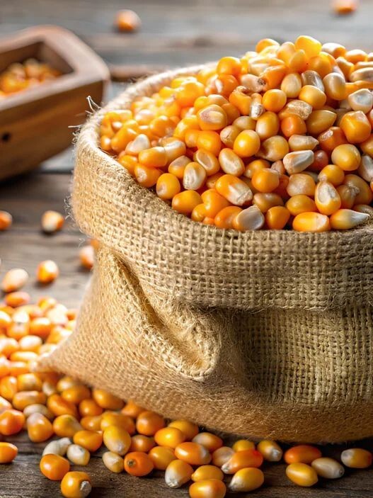 Maize