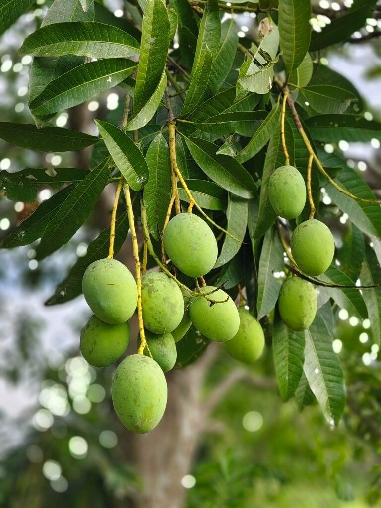 Fresh Mango