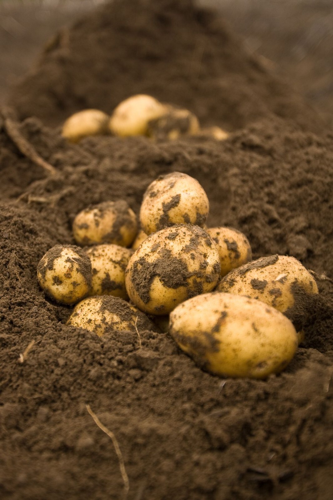 Potato